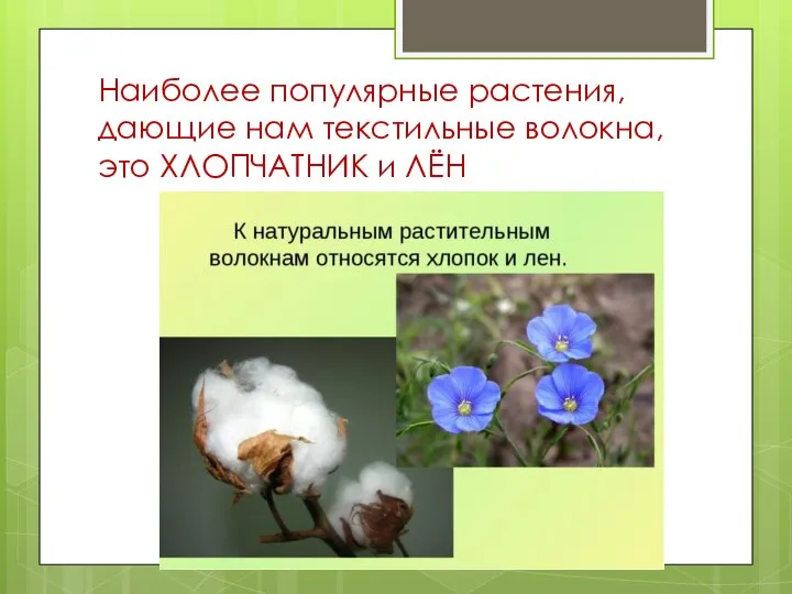 Наиболее популярные растения, дающие нам текстильные волокна, это ХЛОПЧАТНИК и ЛЁН