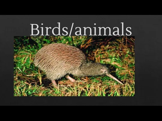 Birds/animals