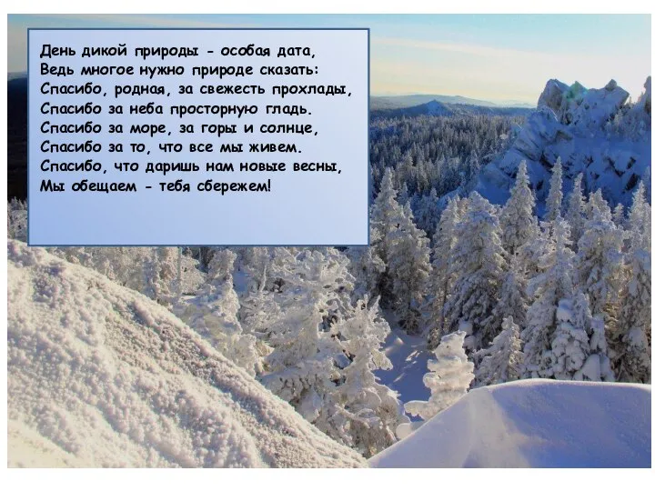 День дикой природы - особая дата, Ведь многое нужно природе сказать: Спасибо,