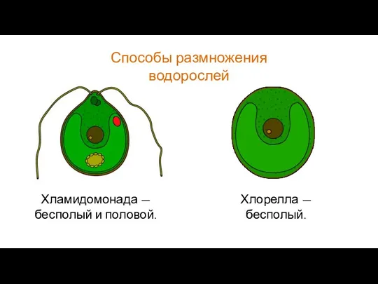 Способы размножения водорослей Хламидомонада — бесполый и половой. Хлорелла — бесполый.