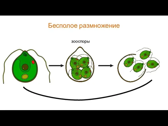 Бесполое размножение зооспоры