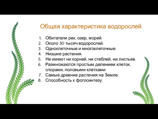 Общая характеристика водорослей Обитатели рек, озер, морей. Около 30 тысяч водорослей. Одноклеточные