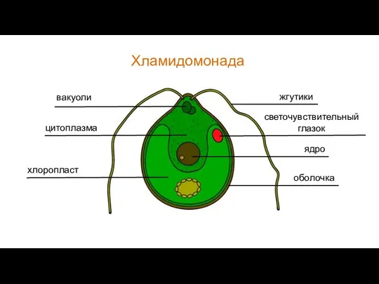 Хламидомонада