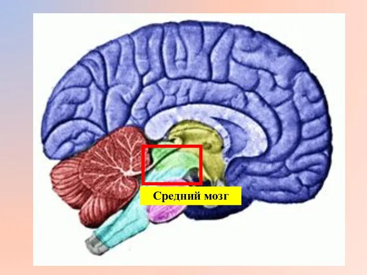 Средний мозг