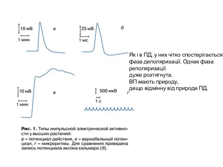 Як і в ПД, у них чітко спостерігається фаза деполяризації. Однак фаза