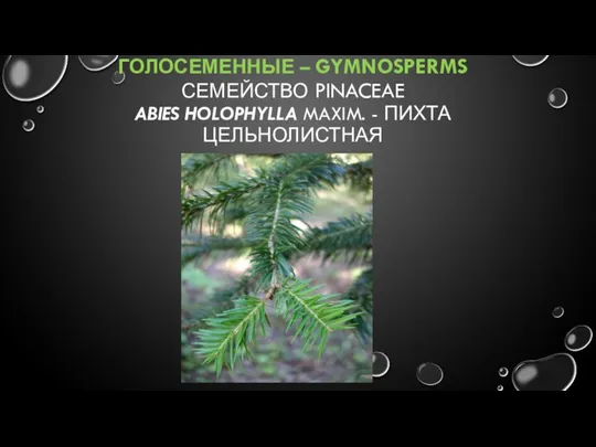 ГОЛОСЕМЕННЫЕ – GYMNOSPERMS СЕМЕЙСТВО PINACEAE ABIES HOLOPHYLLA MAXIM. - ПИХТА ЦЕЛЬНОЛИСТНАЯ