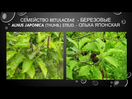 СЕМЕЙСТВО BETULACEAE - БЕРЕЗОВЫЕ ALNUS JAPONICA (THUNB.) STEUD. - ОЛЬХА ЯПОНСКАЯ