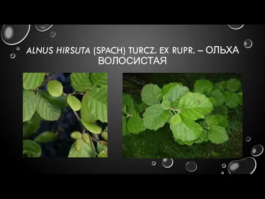 ALNUS HIRSUTA (SPACH) TURCZ. EX RUPR. – ОЛЬХА ВОЛОСИСТАЯ