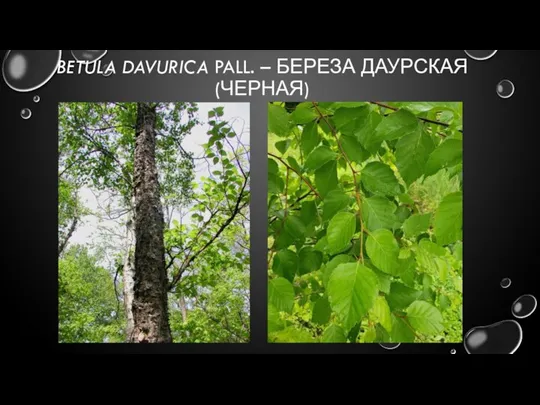 BETULA DAVURICA PALL. – БЕРЕЗА ДАУРСКАЯ (ЧЕРНАЯ)