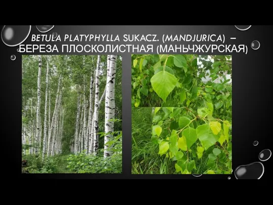 BETULA PLATYPHYLLA SUKACZ. (MANDJURICA) – БЕРЕЗА ПЛОСКОЛИСТНАЯ (МАНЬЧЖУРСКАЯ)