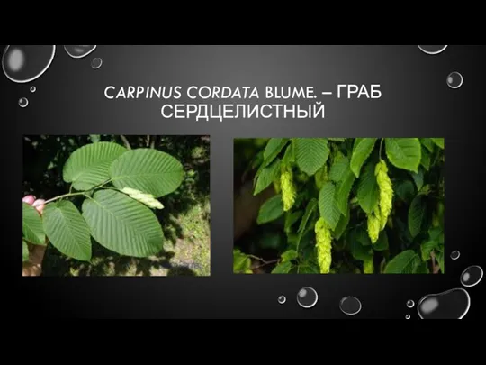 CARPINUS CORDATA BLUME. – ГРАБ СЕРДЦЕЛИСТНЫЙ