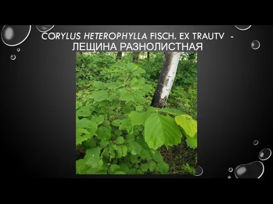 CORYLUS HETEROPHYLLA FISCH. EX TRAUTV - ЛЕЩИНА РАЗНОЛИСТНАЯ