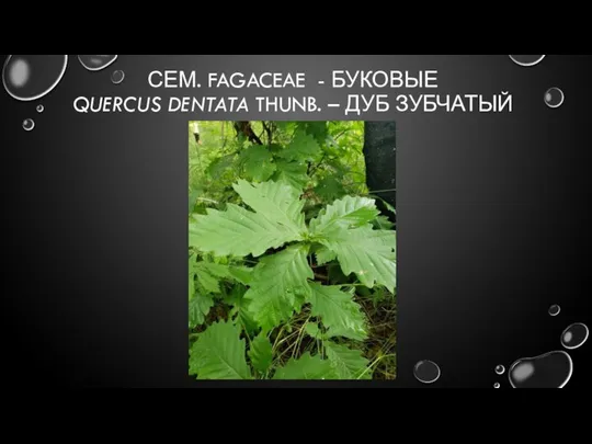 СЕМ. FAGACEAE - БУКОВЫЕ QUERCUS DENTATA THUNB. – ДУБ ЗУБЧАТЫЙ