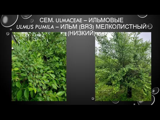 СЕМ. ULMACEAE – ИЛЬМОВЫЕ ULMUS PUMILA – ИЛЬМ (ВЯЗ) МЕЛКОЛИСТНЫЙ (НИЗКИЙ)