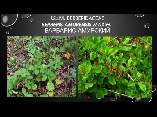 СЕМ. BERBERIDACEAE BERBERIS AMURENSIS MAXIM. - БАРБАРИС АМУРСКИЙ