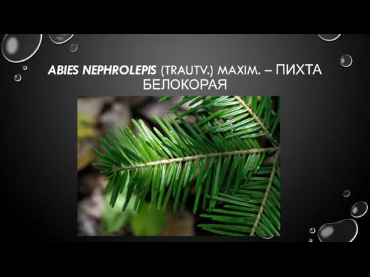 ABIES NEPHROLEPIS (TRAUTV.) MAXIM. – ПИХТА БЕЛОКОРАЯ