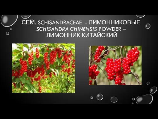 СЕМ. SCHISANDRACEAE - ЛИМОННИКОВЫЕ SCHISANDRA CHINENSIS POWDER – ЛИМОННИК КИТАЙСКИЙ