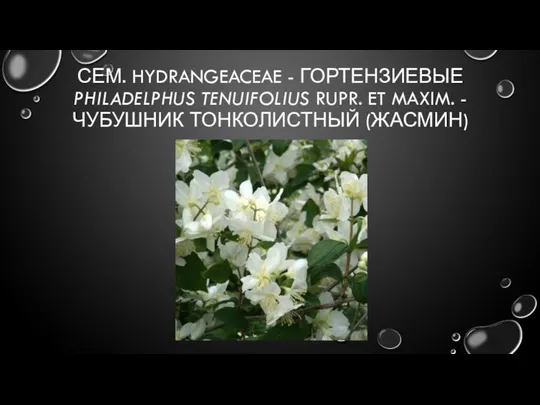 СЕМ. HYDRANGEACEAE - ГОРТЕНЗИЕВЫЕ PHILADELPHUS TENUIFOLIUS RUPR. ET MAXIM. - ЧУБУШНИК ТОНКОЛИСТНЫЙ (ЖАСМИН)