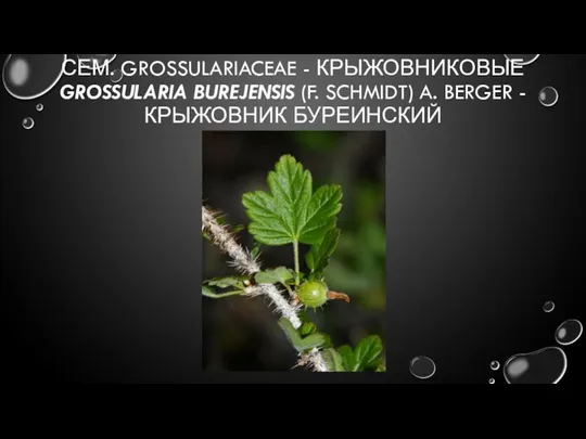 СЕМ. GROSSULARIACEAE - КРЫЖОВНИКОВЫЕ GROSSULARIA BUREJENSIS (F. SCHMIDT) A. BERGER - КРЫЖОВНИК БУРЕИНСКИЙ