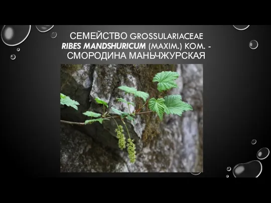 СЕМЕЙСТВО GROSSULARIACEAE RIBES MANDSHURICUM (MAXIM.) KOM. - СМОРОДИНА МАНЬЧЖУРСКАЯ