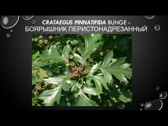 CRATAEGUS PINNATIFIDA BUNGE - БОЯРЫШНИК ПЕРИСТОНАДРЕЗАННЫЙ