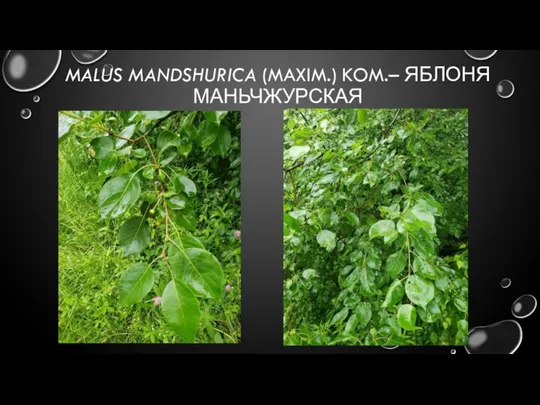 MALUS MANDSHURICA (MAXIM.) KOM.– ЯБЛОНЯ МАНЬЧЖУРСКАЯ