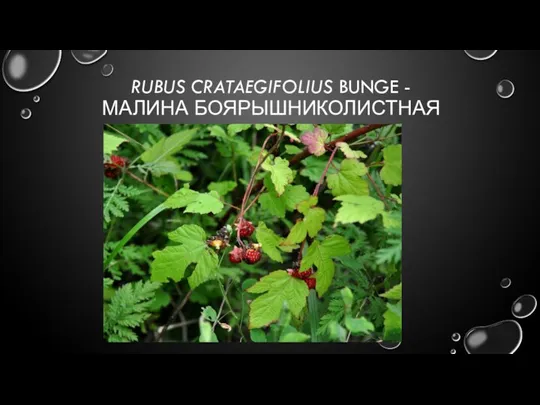 RUBUS CRATAEGIFOLIUS BUNGE - МАЛИНА БОЯРЫШНИКОЛИСТНАЯ