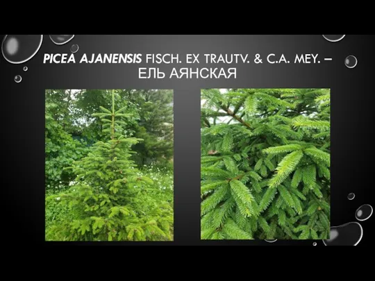 PICEA AJANENSIS FISCH. EX TRAUTV. & C.A. MEY. – ЕЛЬ АЯНСКАЯ