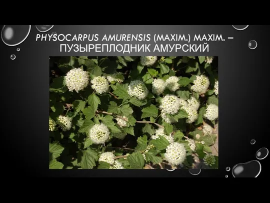 PHYSOCARPUS AMURENSIS (MAXIM.) MAXIM. – ПУЗЫРЕПЛОДНИК АМУРСКИЙ