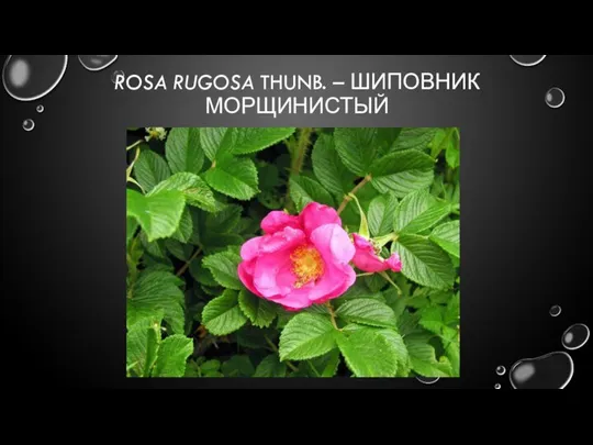 ROSA RUGOSA THUNB. – ШИПОВНИК МОРЩИНИСТЫЙ