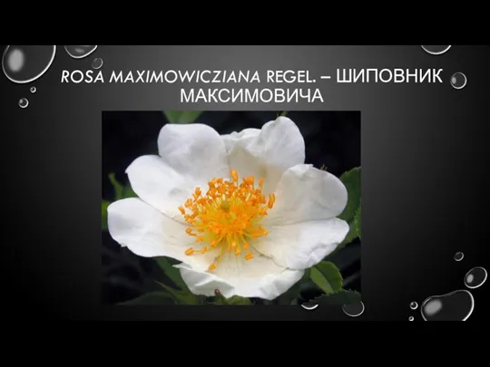 ROSA MAXIMOWICZIANA REGEL. – ШИПОВНИК МАКСИМОВИЧА