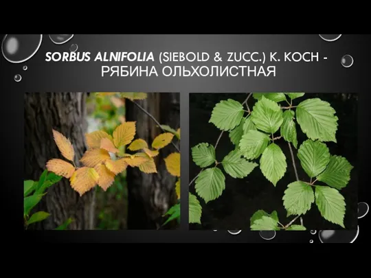 SORBUS ALNIFOLIA (SIEBOLD & ZUCC.) K. KOCH - РЯБИНА ОЛЬХОЛИСТНАЯ