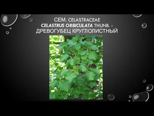 СЕМ. CELASTRACEAE CELASTRUS ORBICULATA THUNB. - ДРЕВОГУБЕЦ КРУГЛОЛИСТНЫЙ