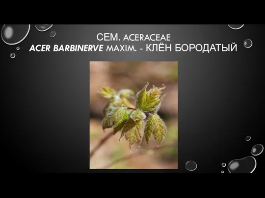 СЕМ. ACERACEAE ACER BARBINERVE MAXIM. - КЛЁН БОРОДАТЫЙ