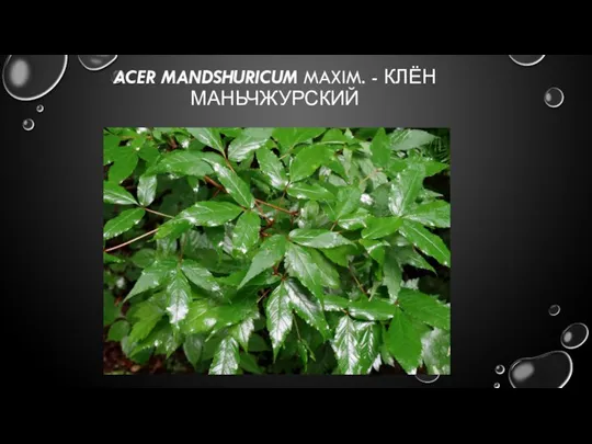 ACER MANDSHURICUM MAXIM. - КЛЁН МАНЬЧЖУРСКИЙ