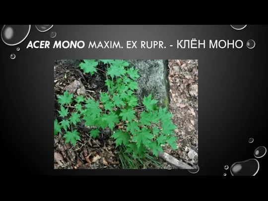 ACER MONO MAXIM. EX RUPR. - КЛЁН МОНО