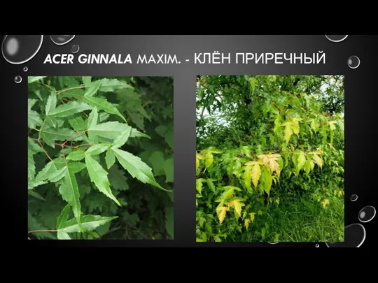 ACER GINNALA MAXIM. - КЛЁН ПРИРЕЧНЫЙ