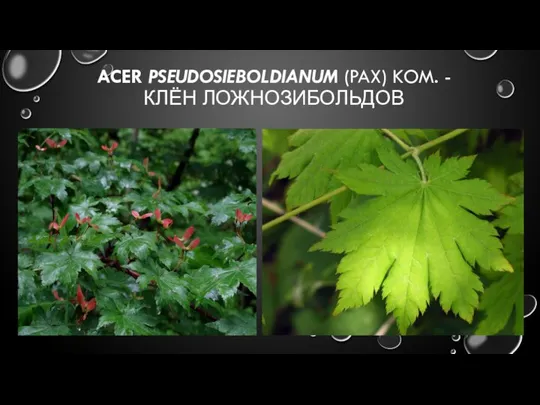 ACER PSEUDOSIEBOLDIANUM (PAX) KOM. - КЛЁН ЛОЖНОЗИБОЛЬДОВ