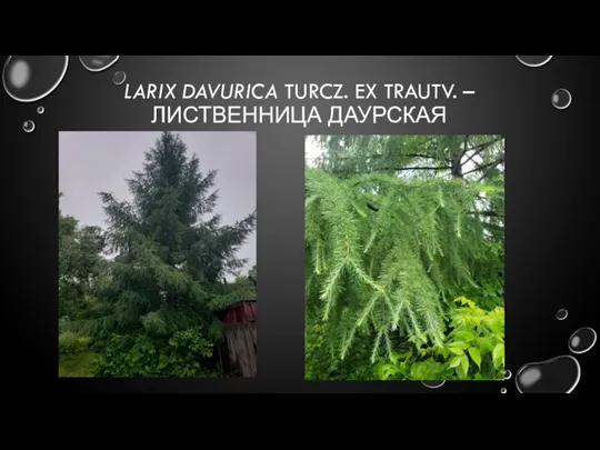 LARIX DAVURICA TURCZ. EX TRAUTV. – ЛИСТВЕННИЦА ДАУРСКАЯ