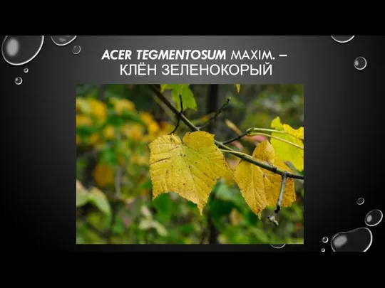 ACER TEGMENTOSUM MAXIM. – КЛЁН ЗЕЛЕНОКОРЫЙ