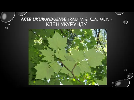 ACER UKURUNDUENSE TRAUTV. & C.A. MEY. - КЛЁН УКУРУНДУ