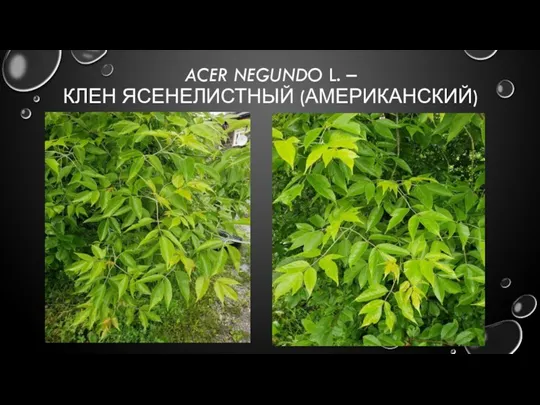 ACER NEGUNDO L. – КЛЕН ЯСЕНЕЛИСТНЫЙ (АМЕРИКАНСКИЙ)