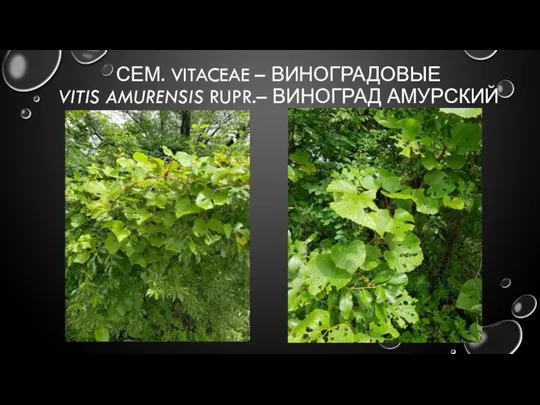 СЕМ. VITACEAE – ВИНОГРАДОВЫЕ VITIS AMURENSIS RUPR.– ВИНОГРАД АМУРСКИЙ