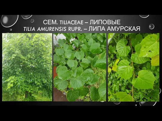 СЕМ. TILIACEAE – ЛИПОВЫЕ TILIA AMURENSIS RUPR. – ЛИПА АМУРСКАЯ