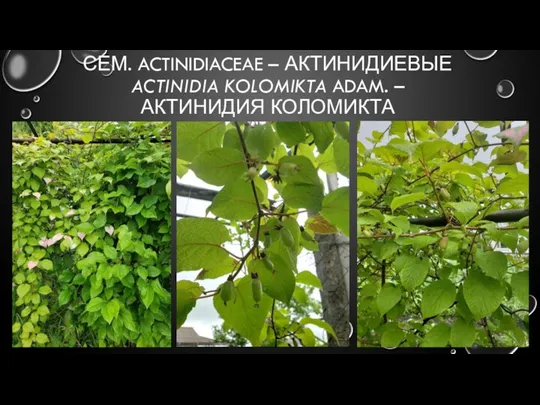 СЕМ. ACTINIDIACEAE – АКТИНИДИЕВЫЕ ACTINIDIA KOLOMIKTA ADAM. – АКТИНИДИЯ КОЛОМИКТА