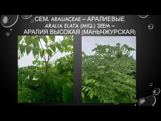 СЕМ. ARALIACEAE – АРАЛИЕВЫЕ ARALIA ELATA (MIQ.) SEEM – АРАЛИЯ ВЫСОКАЯ (МАНЬЧЖУРСКАЯ)