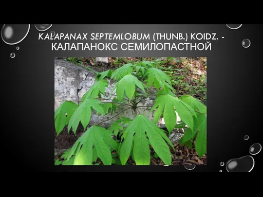 KALAPANAX SEPTEMLOBUM (THUNB.) KOIDZ. - КАЛАПАНОКС СЕМИЛОПАСТНОЙ