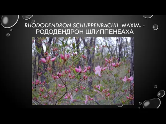 RHODODENDRON SCHLIPPENBACHII MAXIM. - РОДОДЕНДРОН ШЛИППЕНБАХА