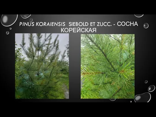 PINUS KORAIENSIS SIEBOLD ET ZUCC. - СОСНА КОРЕЙСКАЯ