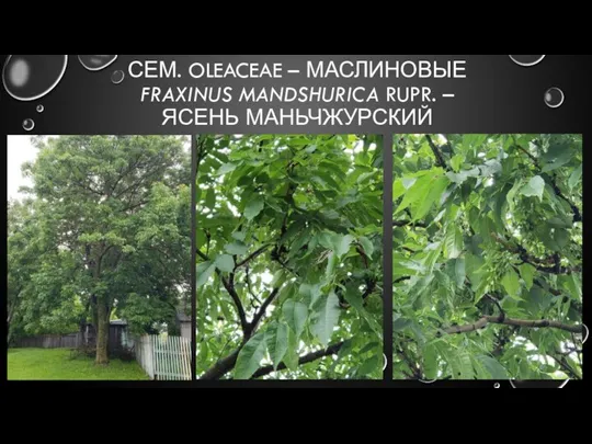 СЕМ. OLEACEAE – МАСЛИНОВЫЕ FRAXINUS MANDSHURICA RUPR. – ЯСЕНЬ МАНЬЧЖУРСКИЙ